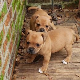Bull Terrier and Staffordshire Bull Terrier Puppies from Terri Cournoyer