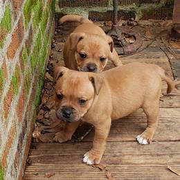 Bull Terrier and Staffordshire Bull Terrier Puppies from Terri Cournoyer