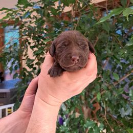 Girl 2 - Chocolate Labrador Retriever puppy in Shrewsbury, Massachusetts from Inna's Labrador Retrievers