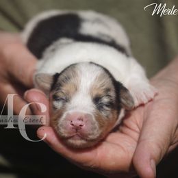 Fluffy Merle F - Blue merle and white female American Corgi puppy in Straughn, Alabama from Magnolia Creek Corgis