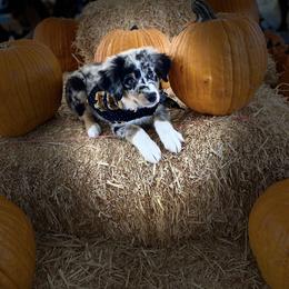 Australian Shepherd Puppies from Knight's Aussies