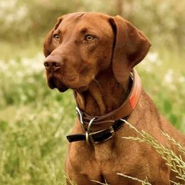 Vizslas from Starrpath Vizsla