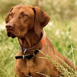 Vizslas from Starrpath Vizsla