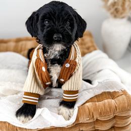 The Midnight Society's Nyx - Black male Goldendoodle puppy in Russell Springs, Kentucky from Milk & Honey Doodles