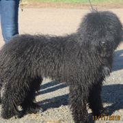 Spanish Water Dogs from Highview Spanish Water Dogs, LLC