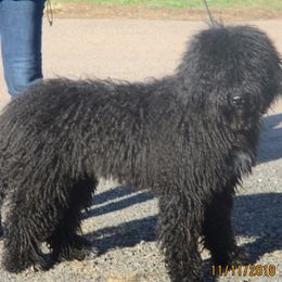 Spanish Water Dogs from Highview Spanish Water Dogs, LLC