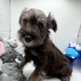 Gray Collar Boy - Salt and pepper male Miniature Schnauzer puppy in Kansas City, Kansas from Daniel Morlan