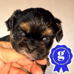 Leroy - Black and tan male Shih Tzu puppy in Sacramento, California from NANA’S  QUALITY SHIH TZU'S