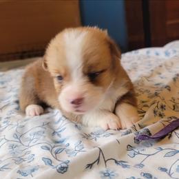 Purple collar - White and red male Pembroke Welsh Corgi puppy in Aleppo, Pennsylvania from Donna's Corgis