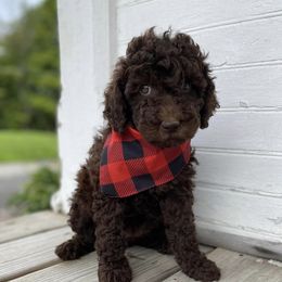 Labradoodles from Zehr’s Labradoodles