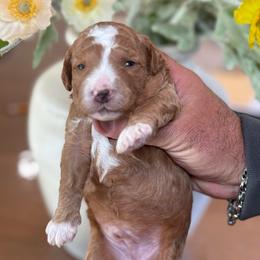 Loaf - Red  male Goldendoodle puppy in Yuciapa, California from AlltheDoodlez_