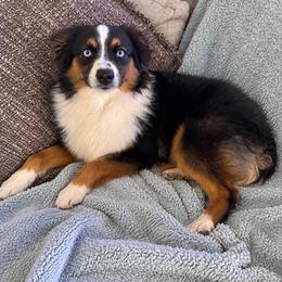 Dale - Black tri male Toy Australian Shepherd puppy in Union Grove, North Carolina from Grove Farm