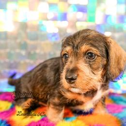 Hunny - Wild  boar and tan female Dachshund puppy in Mc Neil, Arkansas from Shining A Lowriders & Co.