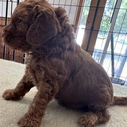 Fred - Red male Cockapoo puppy in Sheridan, Missouri from Shepherdsfold’s Cockapoos