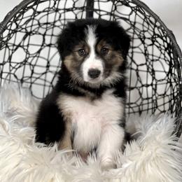 Solstice - Black and white male Border Collie puppy in Conway, Missouri from 2J 2K Border Collies | Maremma Sheepdogs
