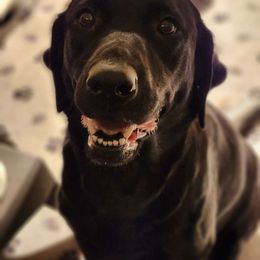 Lexi - Labrador Retriever