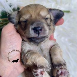 English Cream2 - Cream male Dachshund puppy in Nampa, Idaho from Long_and_Low_Dachshunds