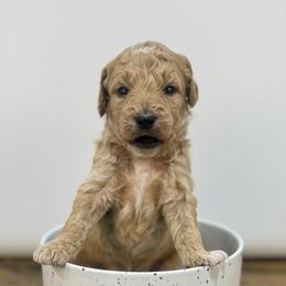 Peppermint - Apricot male Goldendoodle puppy in Kenansville, North Carolina from J+A Family Doodles