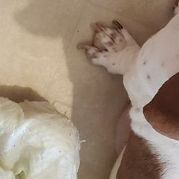 Maggie  - Basset Hound