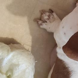 Maggie  - Basset Hound