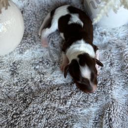 Dachshund Puppies from CSW Dachshunds