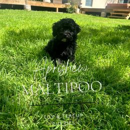 Louis - Black Maltipoo puppy in Weatherford, Texas from Aprishew Maltipoo