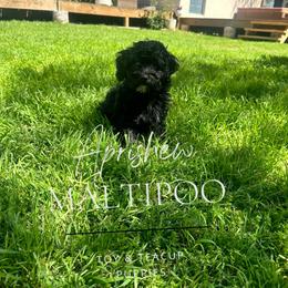 Louis - Black Maltipoo puppy in Weatherford, Texas from Aprishew Maltipoo