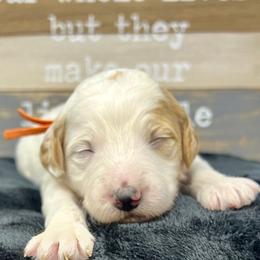 Orange Female - Parti female Goldendoodle puppy in Great Falls, Montana from Montana Goldendoodles