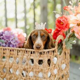 Meadow - Dachshund