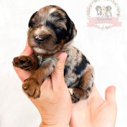 Female Pick Number 1 - female Australian Mountain Doodle puppy in Corydon, Indiana from Ridgeline Doodles