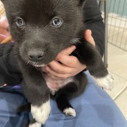 Pomsky Puppies from Urban Sky Kennel