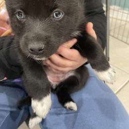 Pomsky Puppies from Urban Sky Kennel