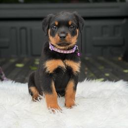 Purple Collar - Black and mahogany female Rottweiler puppy in Quinlan, Texas from Wright Way Retrievers