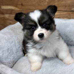 Flora - Fluffy - Black and tan female Pembroke Welsh Corgi puppy in Stillwater, Oklahoma from Steele Family Farms