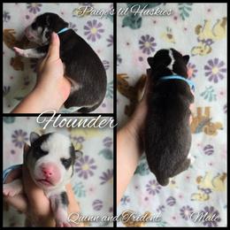 Flounder - Black and white male Siberian Husky puppy in Bloomfield, Indiana from Paiges lil huskies