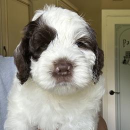 Rio - Chocolate male Australian Labradoodle puppy in Chuluota, Florida from Delano Australian Labradoodles