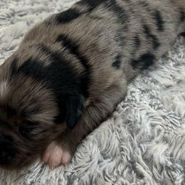 Boy 4 - Blue merle male Miniature Australian Shepherd puppy in Sulphur, Louisiana from Triple J Aussies and Corgis