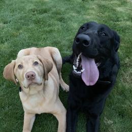 Labrador Retrievers from Freeze Family Labrador Retrievers
