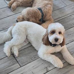 Goldendoodle All Grown Up from Goldendoodle AZ