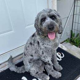 Maddi - Bernedoodle