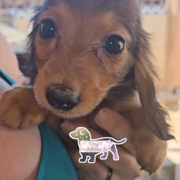 Dachshund Puppies from Samantha Spanton
