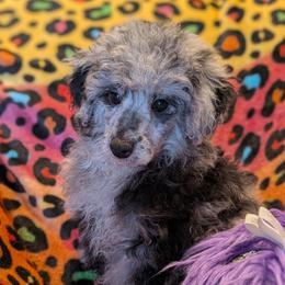 Boy 2 - male Poodle puppy in Bell, Florida from BellCrist Little bits