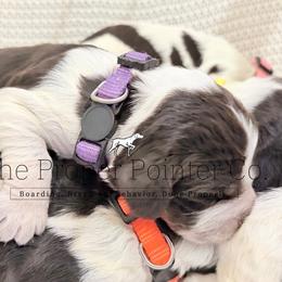 Everest - female English Springer Spaniel puppy in Six Mile, South Carolina from The Proper Pointer Co.