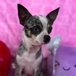 Luna - Chihuahua