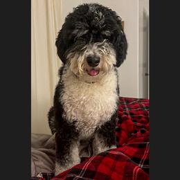 Stella - Bernedoodle