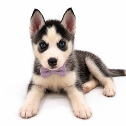 Nova - Black and white female Siberian Husky puppy in Elmwood Park, Illinois from Goldens&MiniAussiesWithFinesse