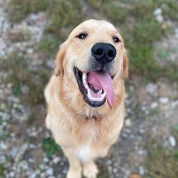 Jaxson - Golden Retriever
