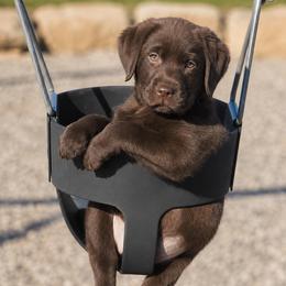 Labrador Retriever Puppies from Meritrust Labradors