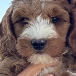 Sycamore Canyon's Reef - Caramel red male Australian Labradoodle puppy in Riverside, California from Sycamore Canyon Labradoodle