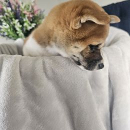Shiba Inu Puppies from Shiba Shenanigans